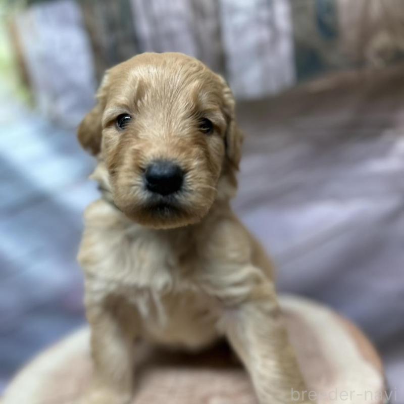 販売中の北海道のゴールデンドゥードル:ゴールデンレトリーバー×プードル-413981の15枚目