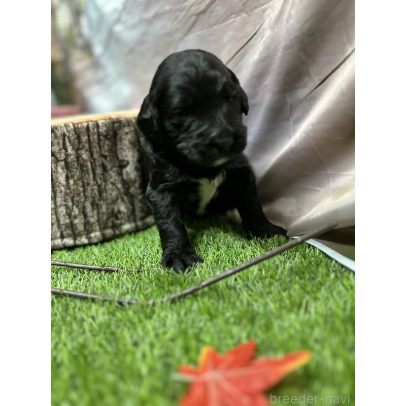 成約済の北海道のバーニードゥードル:バーニーズ×スタンダードプードル-415010の15枚目