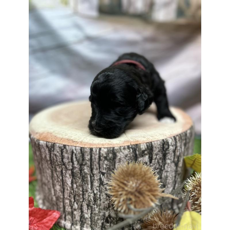 成約済の北海道のバーニードゥードル:バーニーズ×スタンダードプードル-415010の14枚目