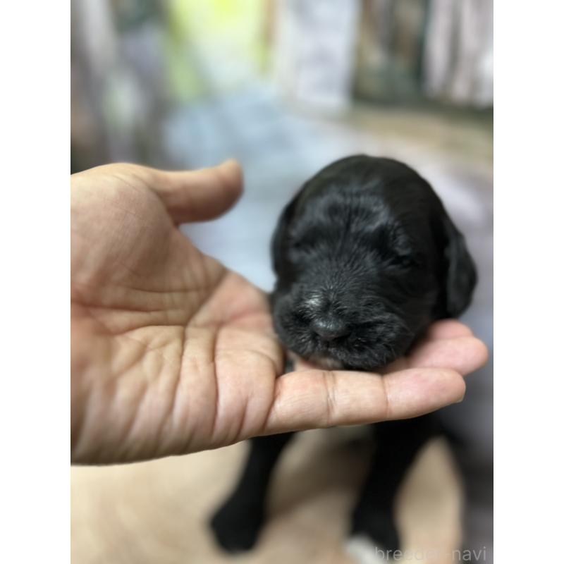 成約済の北海道のバーニードゥードル:バーニーズ×スタンダードプードル-415010の13枚目