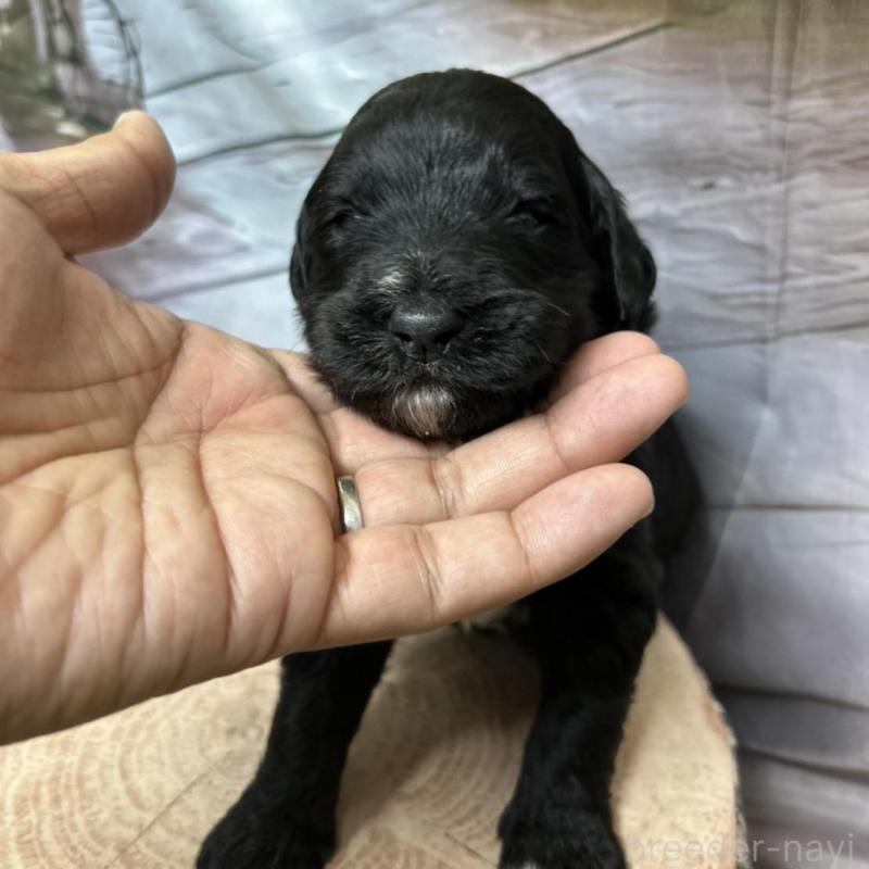 成約済の北海道のバーニードゥードル:バーニーズ×スタンダードプードル-415010の12枚目