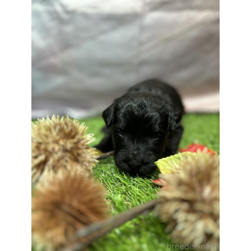 成約済の北海道のバーニードゥードル:バーニーズ×スタンダードプードル-415009の8枚目