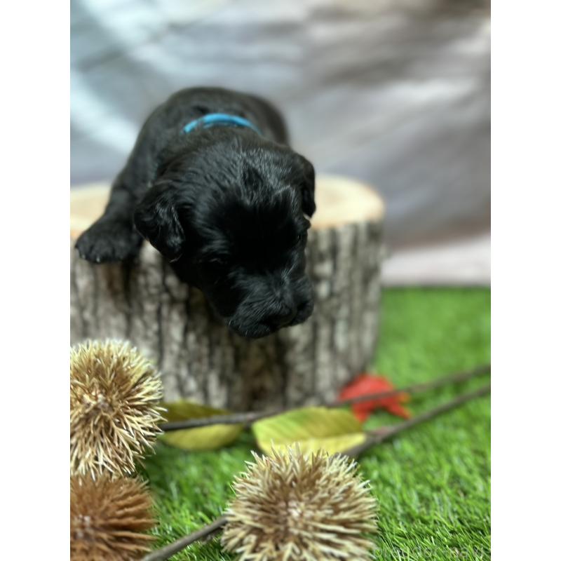 成約済の北海道のバーニードゥードル:バーニーズ×スタンダードプードル-415009の7枚目