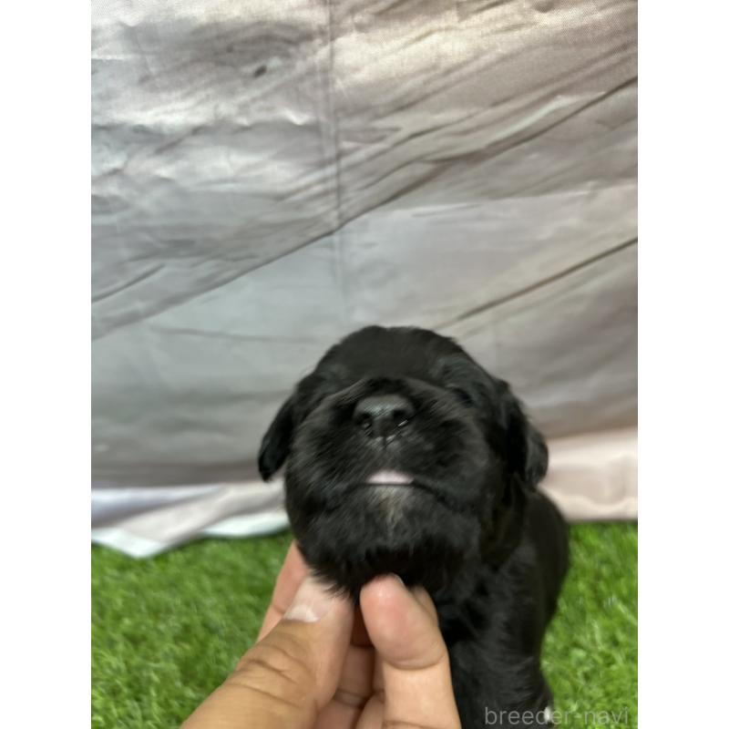 成約済の北海道のバーニードゥードル:バーニーズ×スタンダードプードル-415009の6枚目