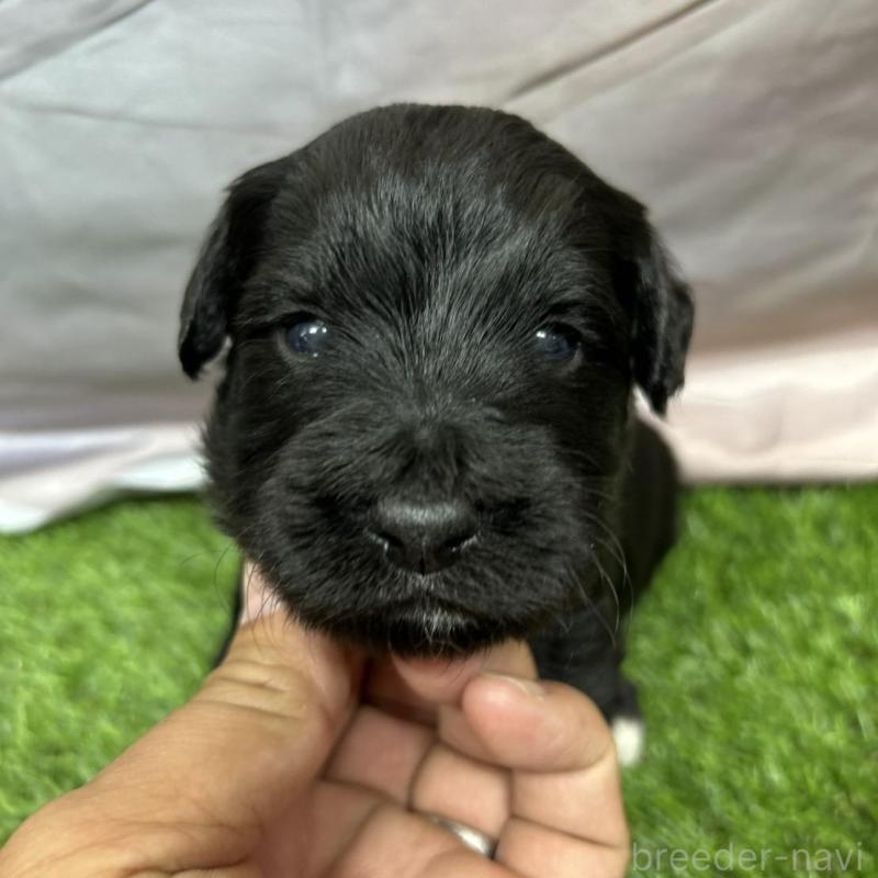 成約済の北海道のバーニードゥードル:バーニーズ×スタンダードプードル-415009の5枚目