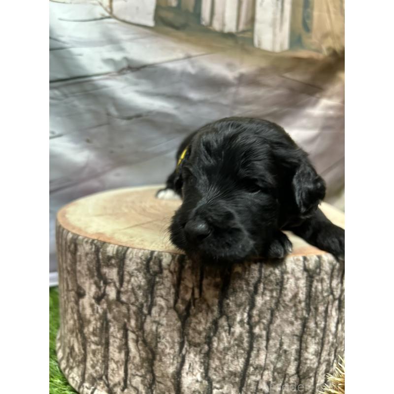 成約済の北海道のバーニードゥードル:バーニーズ×スタンダードプードル-415008の22枚目