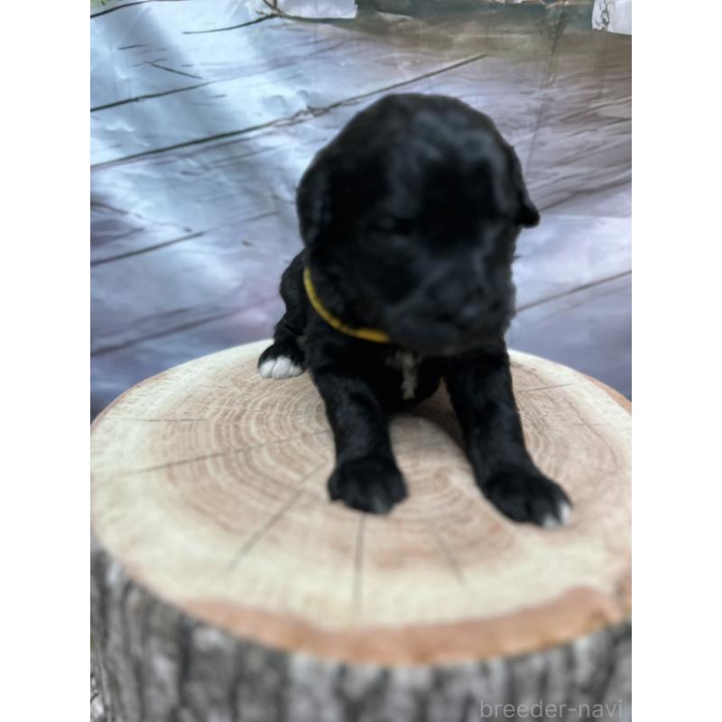 成約済の北海道のバーニードゥードル:バーニーズ×スタンダードプードル-415008の21枚目