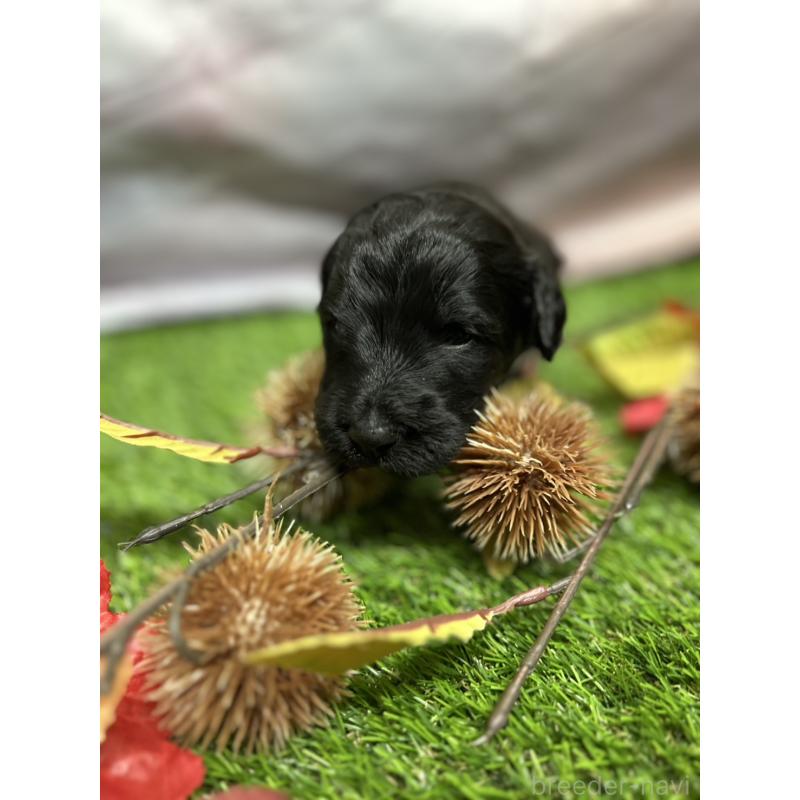 成約済の北海道のバーニードゥードル:バーニーズ×スタンダードプードル-415008の20枚目