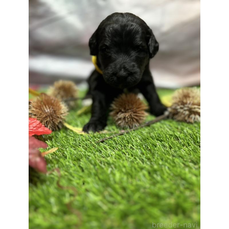 成約済の北海道のバーニードゥードル:バーニーズ×スタンダードプードル-415008の19枚目