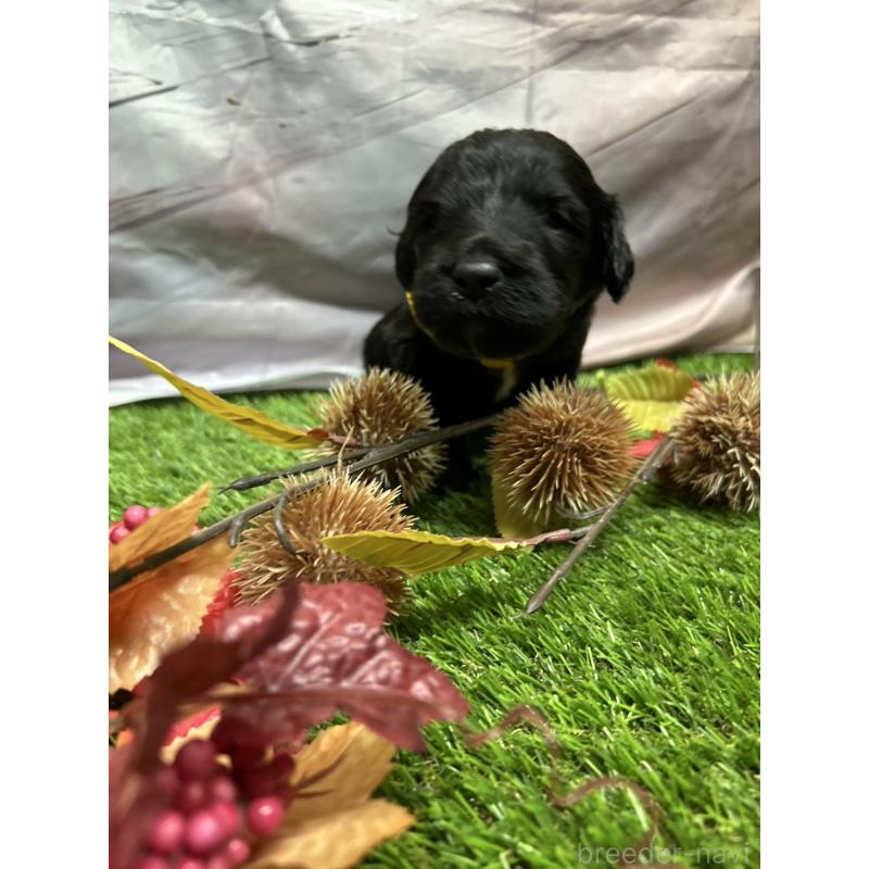 成約済の北海道のバーニードゥードル:バーニーズ×スタンダードプードル-415008の18枚目