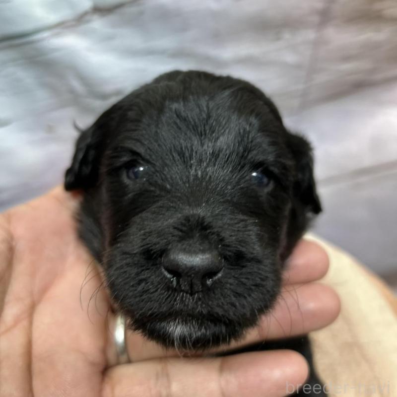 成約済の北海道のバーニードゥードル:バーニーズ×スタンダードプードル-415008の17枚目