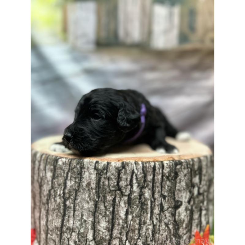 販売中の北海道のバーニードゥードル:バーニーズ×スタンダードプードル-415508の25枚目