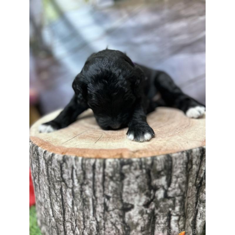 販売中の北海道のバーニードゥードル:バーニーズ×スタンダードプードル-415508の24枚目