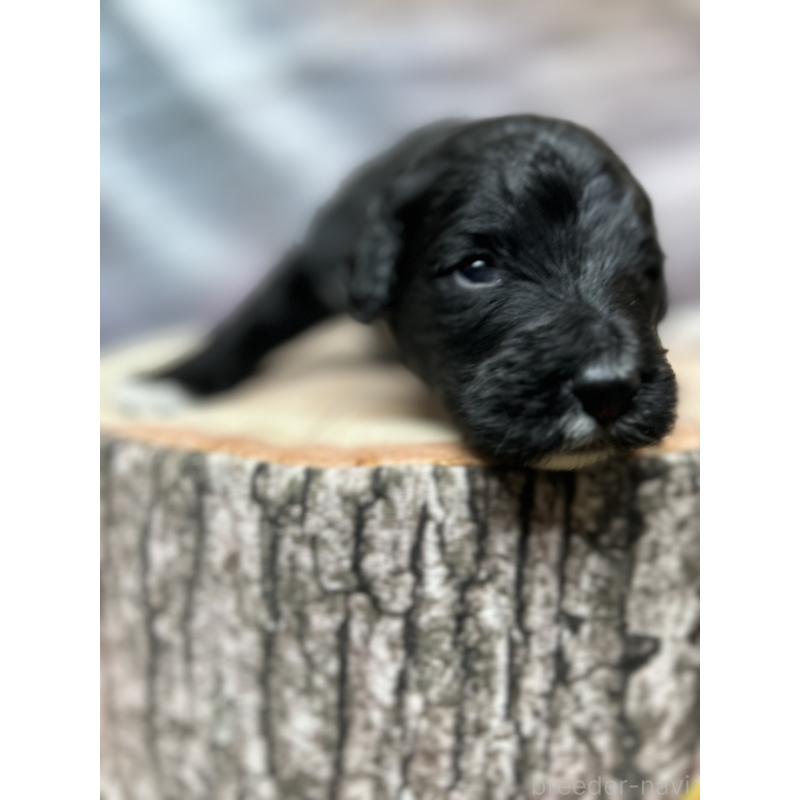 販売中の北海道のバーニードゥードル:バーニーズ×スタンダードプードル-415508の23枚目