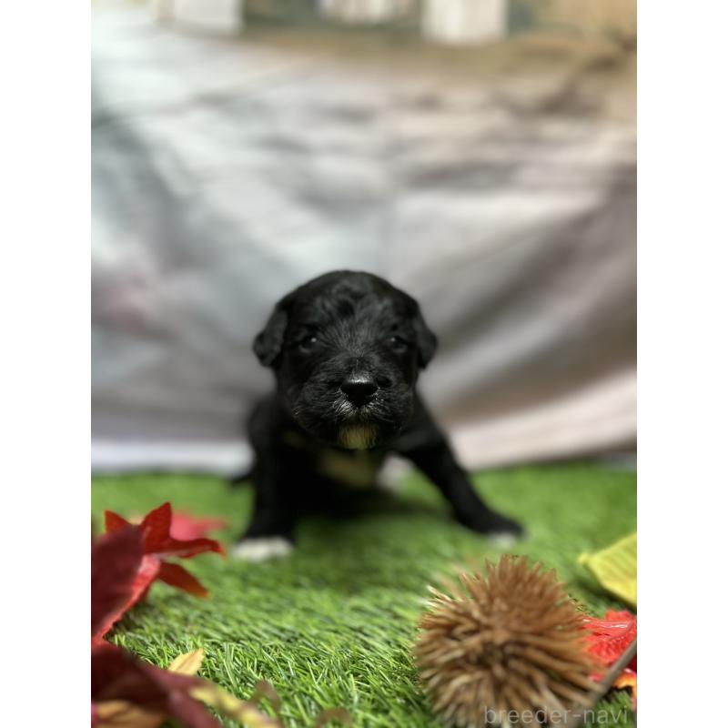 販売中の北海道のバーニードゥードル:バーニーズ×スタンダードプードル-415508の22枚目