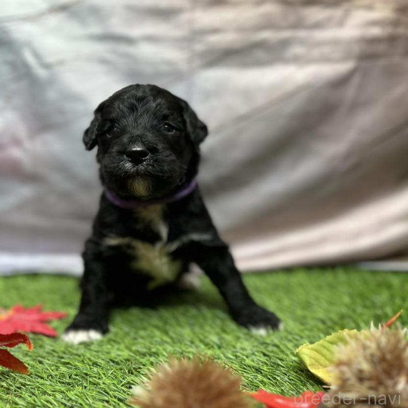 販売中の北海道のバーニードゥードル:バーニーズ×スタンダードプードル-415508の21枚目