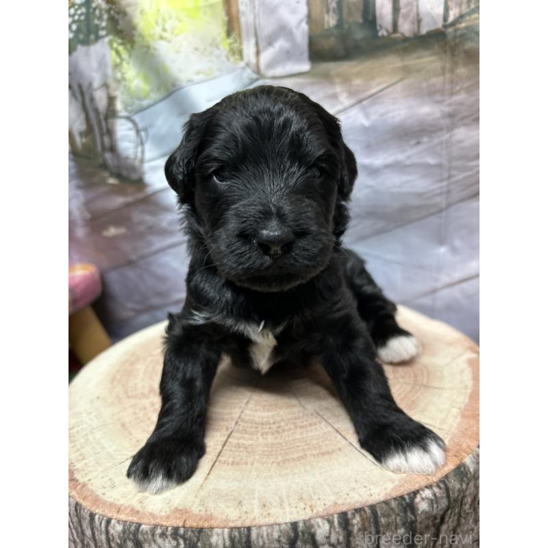 販売中の北海道のバーニードゥードル:バーニーズ×スタンダードプードル-415007の22枚目