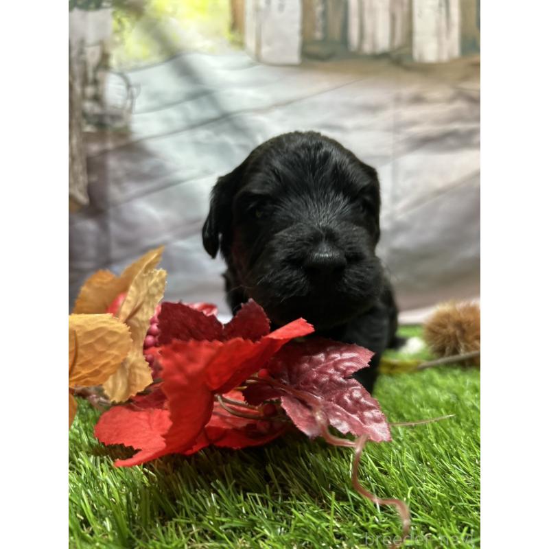 販売中の北海道のバーニードゥードル:バーニーズ×スタンダードプードル-415007の21枚目