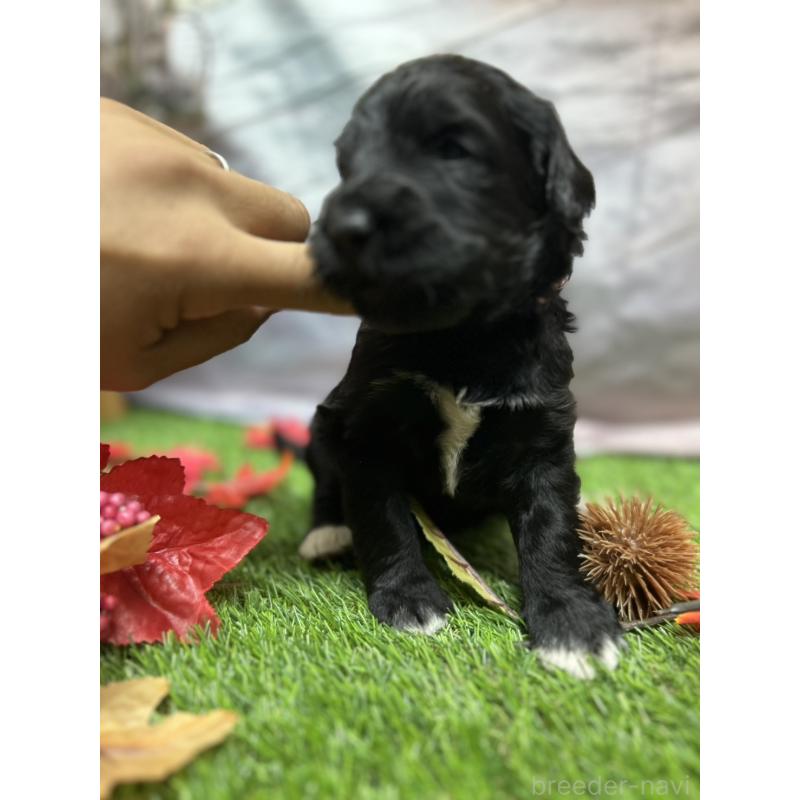 販売中の北海道のバーニードゥードル:バーニーズ×スタンダードプードル-415007の20枚目