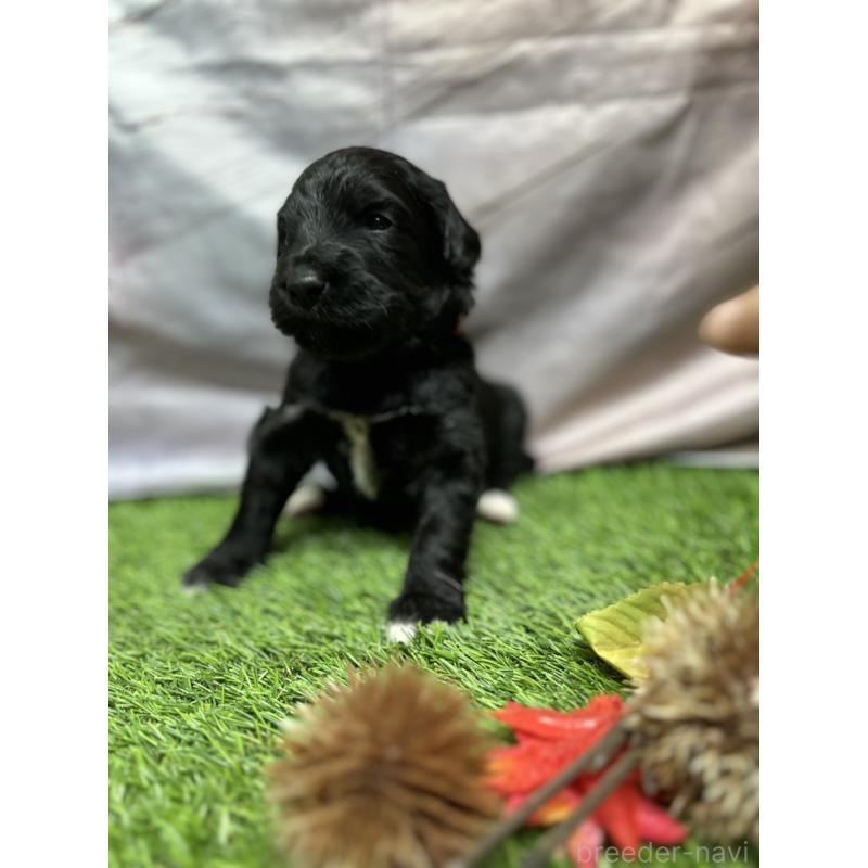 販売中の北海道のバーニードゥードル:バーニーズ×スタンダードプードル-415007の19枚目