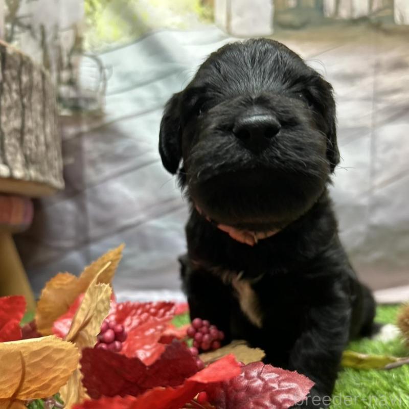 販売中の北海道のバーニードゥードル:バーニーズ×スタンダードプードル-415007の18枚目