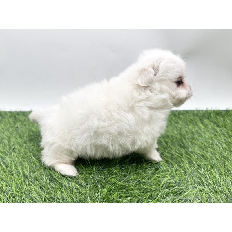 販売中の愛知県のチワマル:チワワ×マルチーズ-416423の4枚目