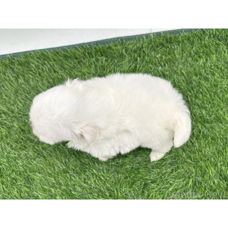 販売中の愛知県のチワマル:チワワ×マルチーズ-416423の2枚目