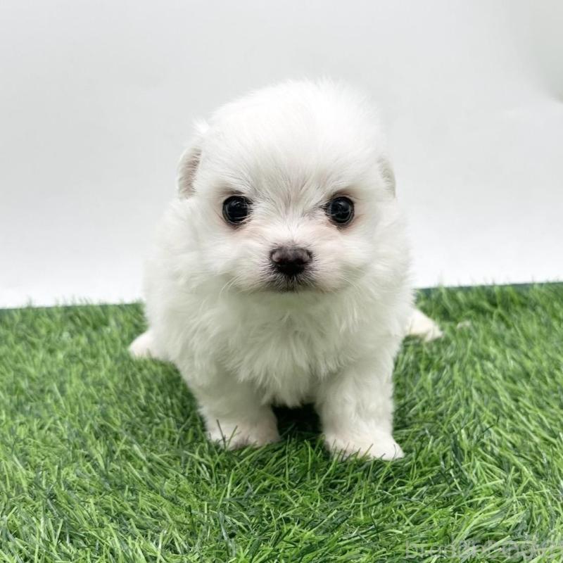 販売中の愛知県のチワマル:チワワ×マルチーズ-416423の1枚目