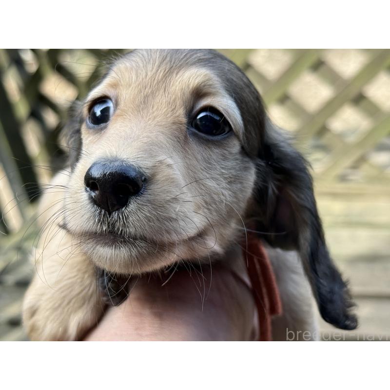 成約済の京都府のミニチュアダックスフンド(ロングヘアード)-412245の2枚目