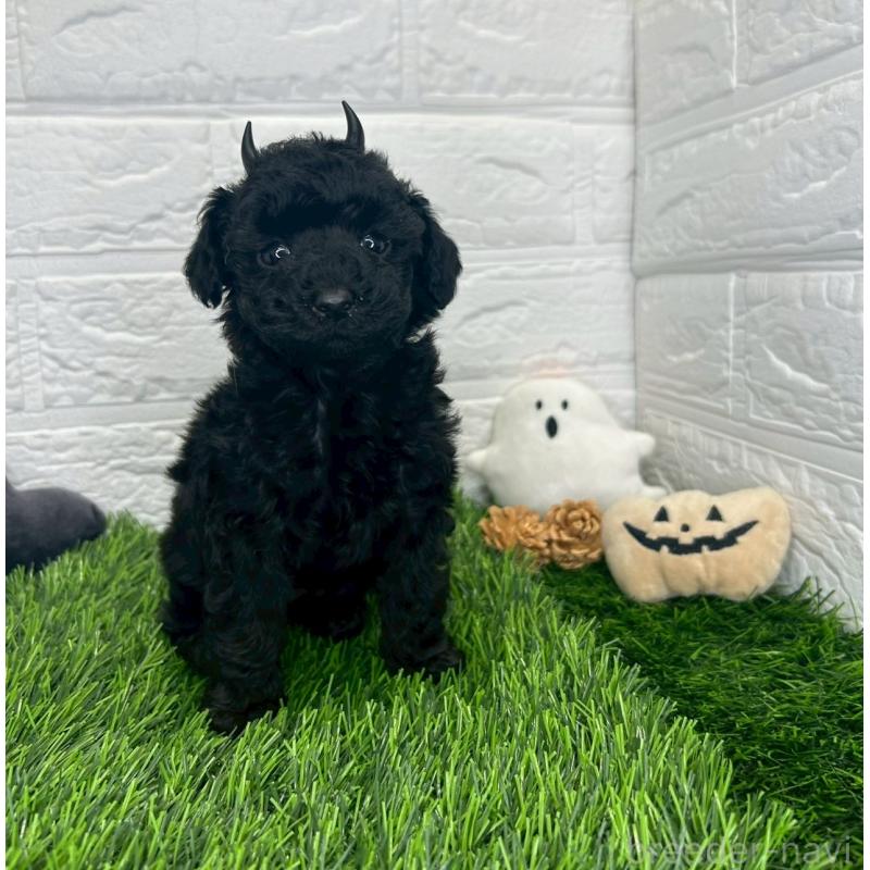 成約済の茨城県のトイプードル-415822の26枚目