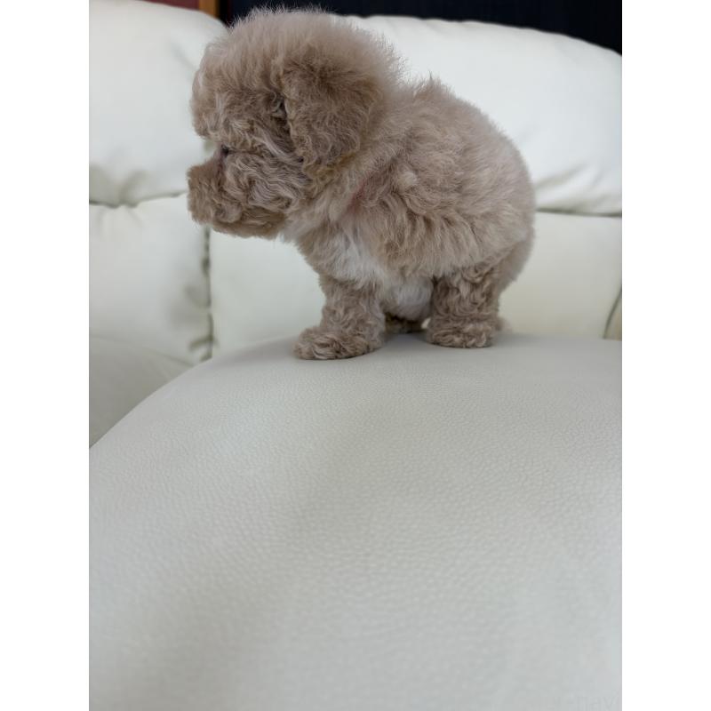 成約済の滋賀県のビションプー:ビションフリーゼ×トイプードル-412914の4枚目