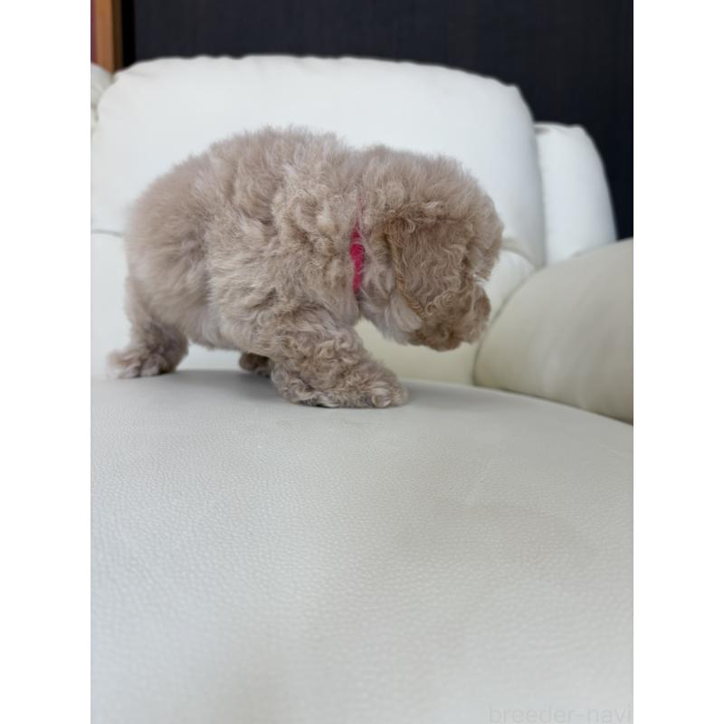 成約済の滋賀県のビションプー:ビションフリーゼ×トイプードル-412914の3枚目