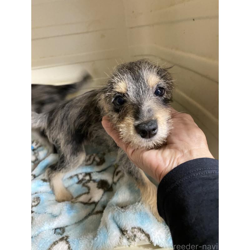 販売中の静岡県のミックス犬-408289の3枚目