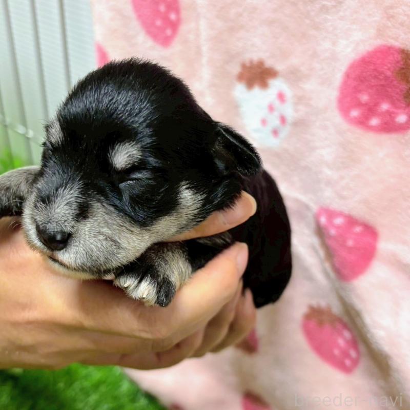 販売中の鹿児島県のミニチュアシュナウザー-416437の1枚目