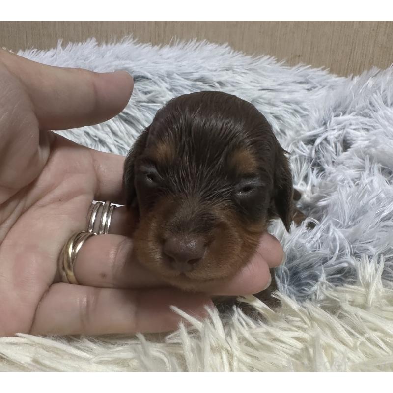 販売中の宮崎県のミニチュアダックスフンド(ロングヘアード)-416440の7枚目
