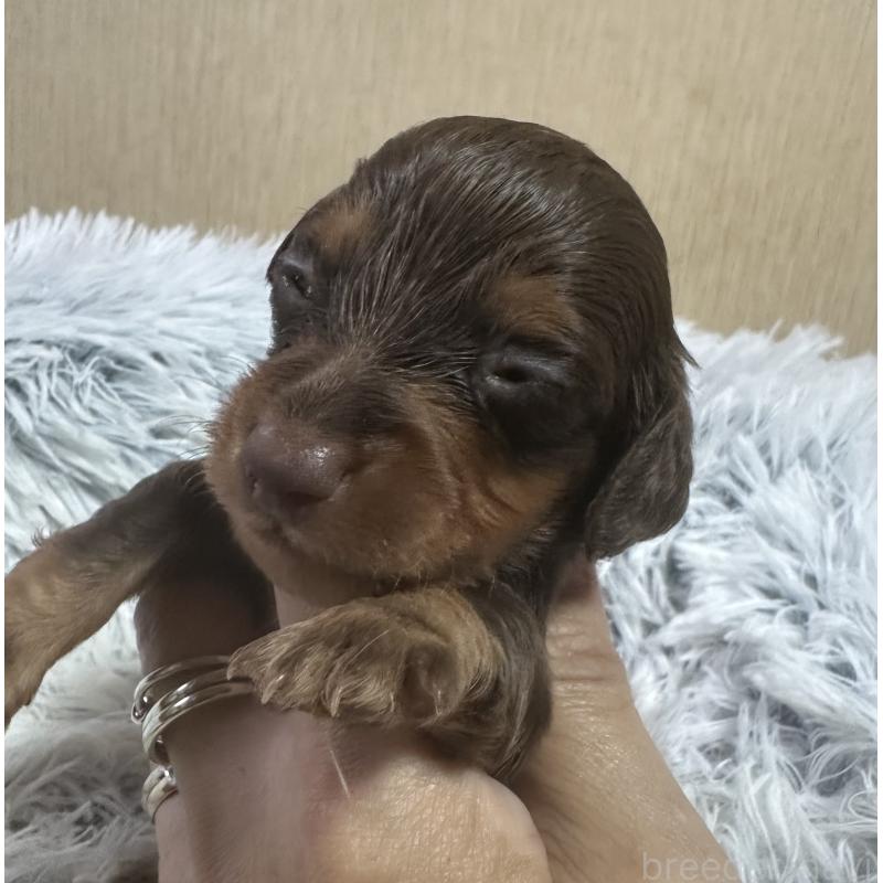 販売中の宮崎県のミニチュアダックスフンド(ロングヘアード)-416440の4枚目