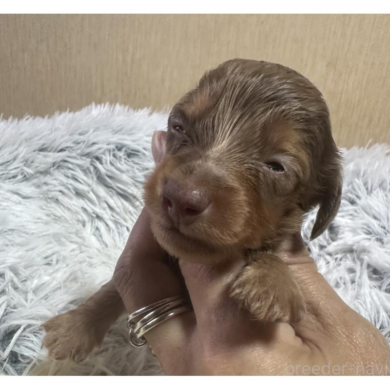 販売中の宮崎県のミニチュアダックスフンド(ロングヘアード)-416442の1枚目