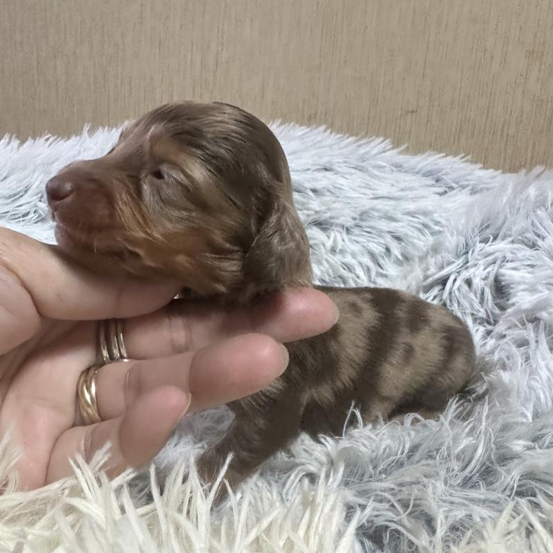 販売中の宮崎県のミニチュアダックスフンド(ロングヘアード)-416442の5枚目
