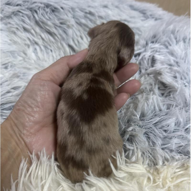 販売中の宮崎県のミニチュアダックスフンド(ロングヘアード)-416442の2枚目