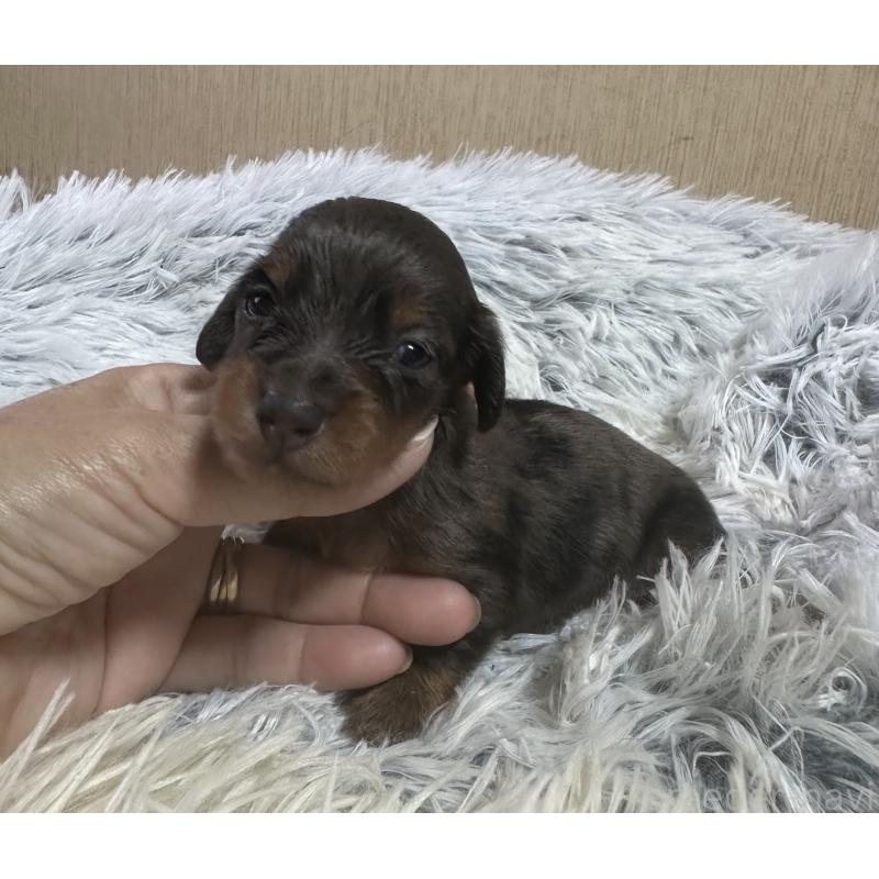 販売中の宮崎県のミニチュアダックスフンド(ロングヘアード)-416443の1枚目