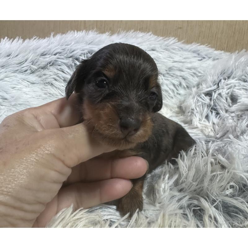 販売中の宮崎県のミニチュアダックスフンド(ロングヘアード)-416443の6枚目