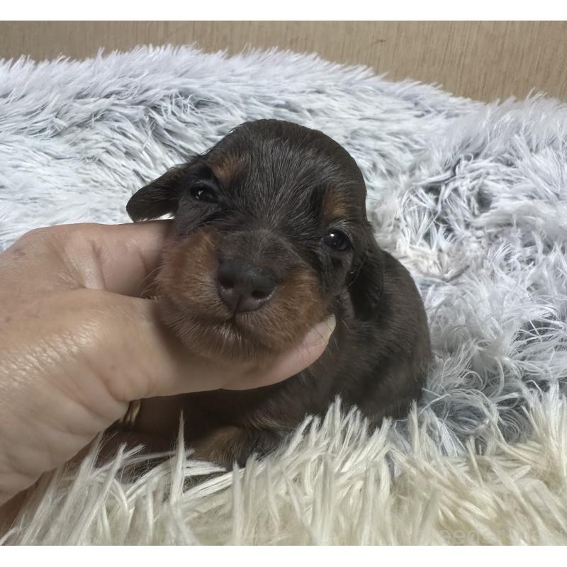 販売中の宮崎県のミニチュアダックスフンド(ロングヘアード)-416443の3枚目