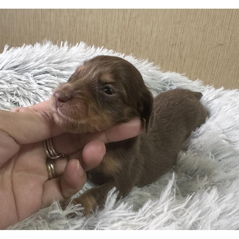 販売中の宮崎県のミニチュアダックスフンド(ロングヘアード)-416444の5枚目