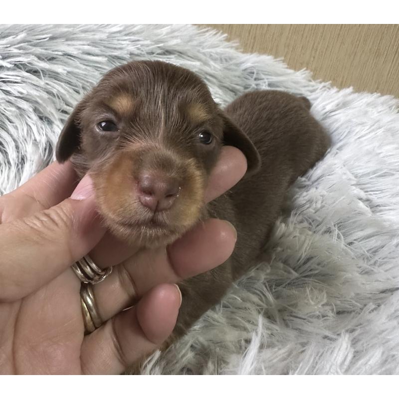 販売中の宮崎県のミニチュアダックスフンド(ロングヘアード)-416444の3枚目