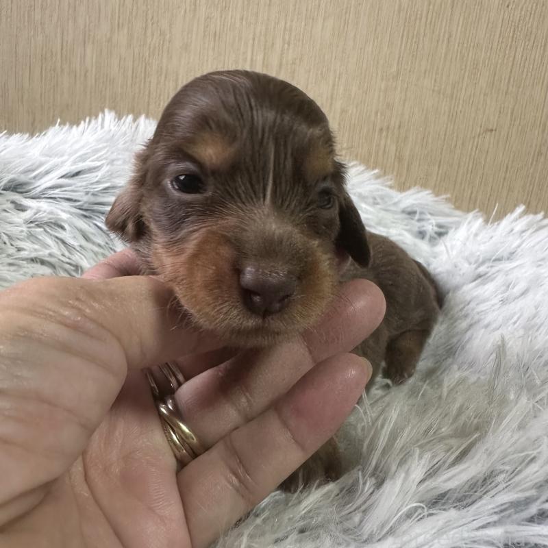 販売中の宮崎県のミニチュアダックスフンド(ロングヘアード)-416445の2枚目