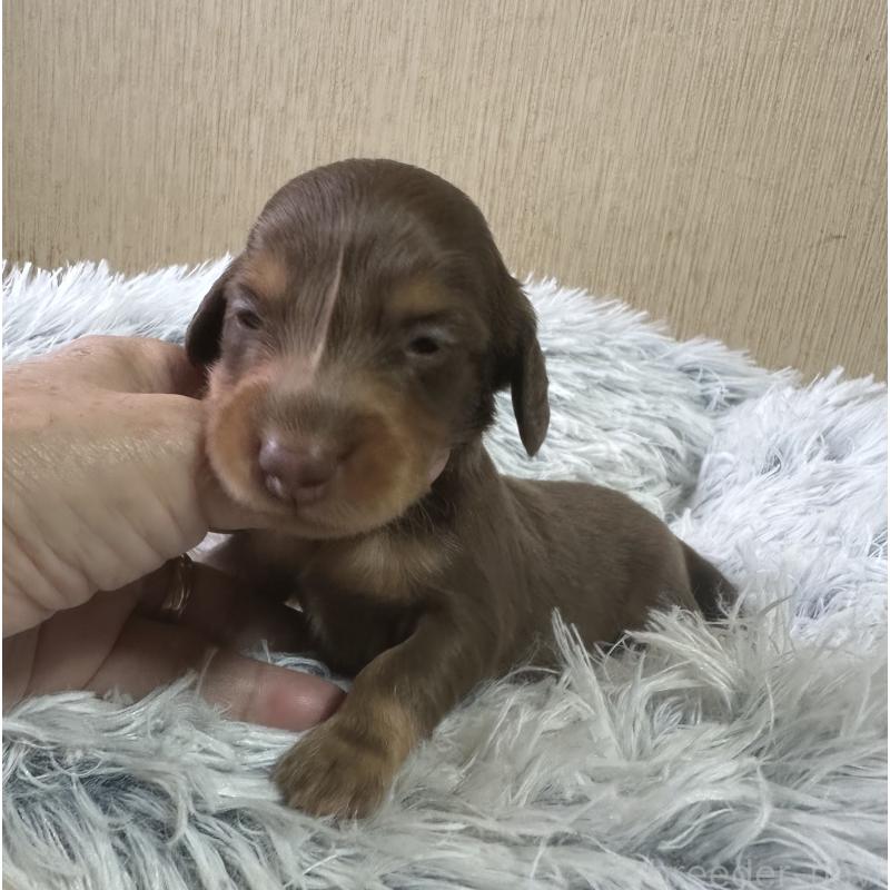 販売中の宮崎県のミニチュアダックスフンド(ロングヘアード)-416446の1枚目