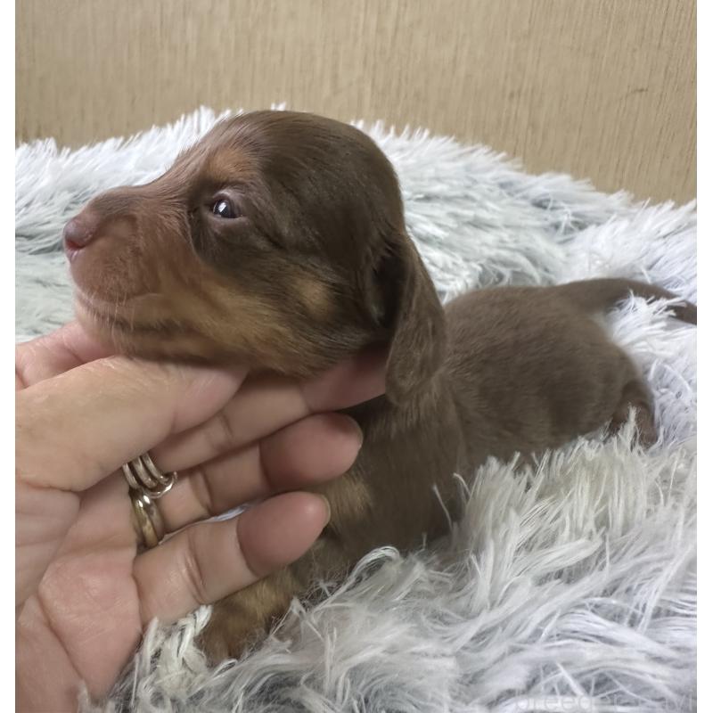 販売中の宮崎県のミニチュアダックスフンド(ロングヘアード)-416446の3枚目