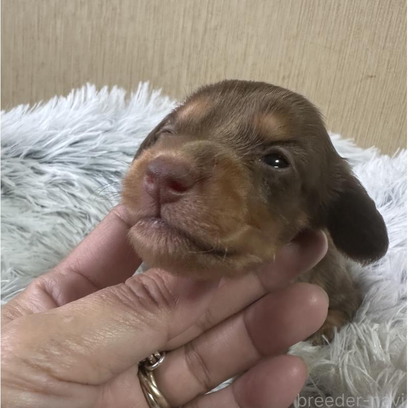 販売中の宮崎県のミニチュアダックスフンド(ロングヘアード)-416448の5枚目
