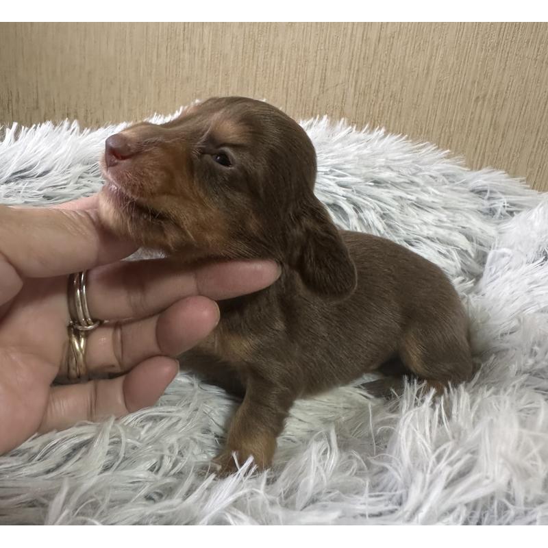 販売中の宮崎県のミニチュアダックスフンド(ロングヘアード)-416448の4枚目