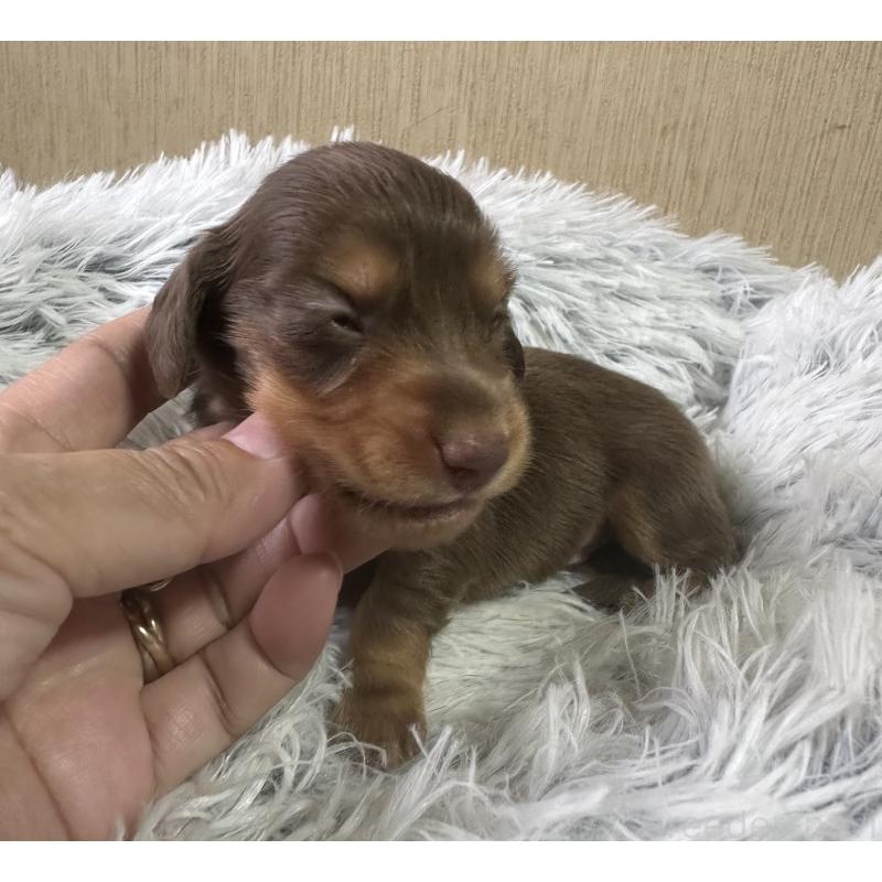 販売中の宮崎県のミニチュアダックスフンド(ロングヘアード)-416448の2枚目